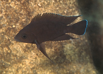 Variabilichromis moorii 'Katili'